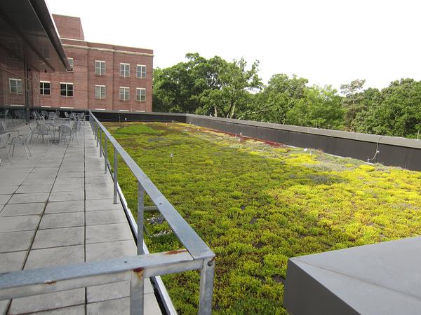 Figure 1. Extensive green roof on the FedEx Global Education Cen